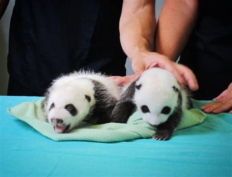 Atlanta Twins Tuckered Out Panda Panda Bear Atlanta Zoo