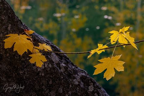 Fall Color Photography Tips Eloquent Images By Gary Hart