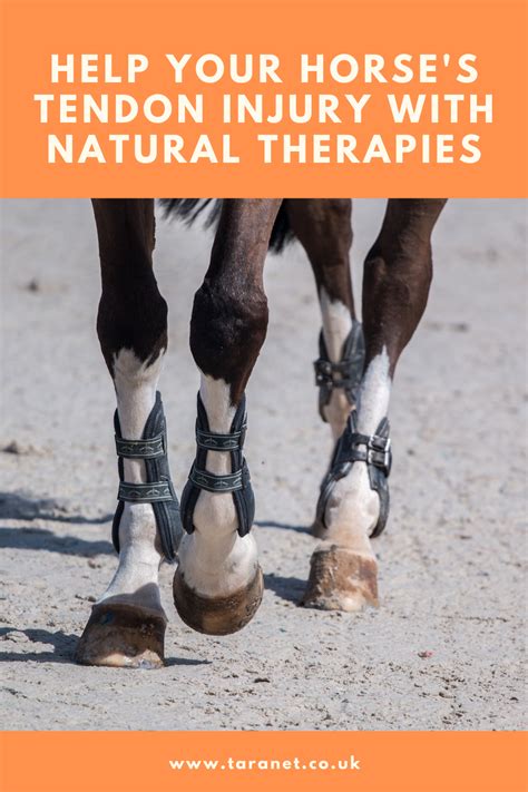 Natural Equine Tendon Injury Care Cold Laser Therapy Natural Therapy