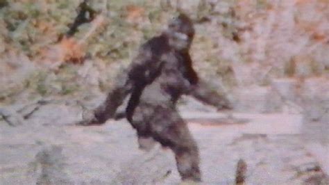 Bigfoot Shot Dead But Body Disappears Conspiracy Theorists Claim
