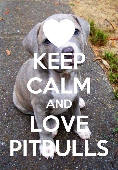 Pitbulls Are So Misunderstood Theses Days Everybody Thinks They Are So