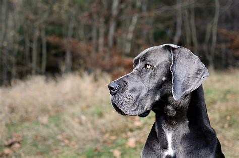 Great Dane Lifespan What To Expect The Goldens Club