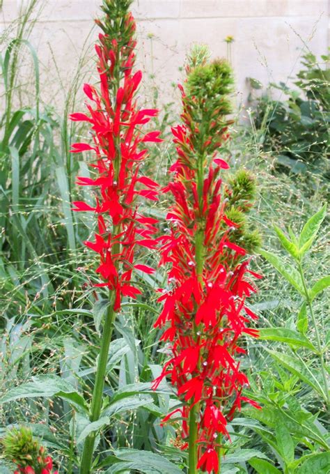 Ground cover plants can help to protect soil and prevent erosion by absorbing water and preventing runoff. Pin on Ground cover plants