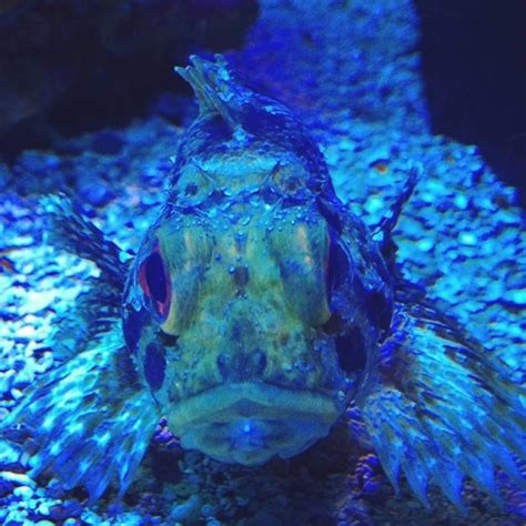 Maui Ocean Center Mauis Only Aquarium Next To Four Winds Maui