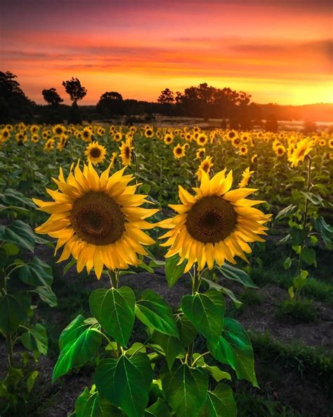 Sunsets And Sunflowers Is There Anything Better 😍🌅