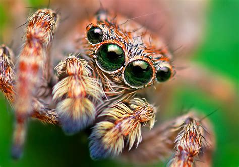 Stunning Macro Photos Of Jumping Spiders By Thomas Shahan Demilked