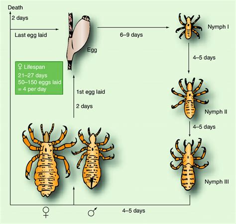 Pediculosis Capitis Life Cycle