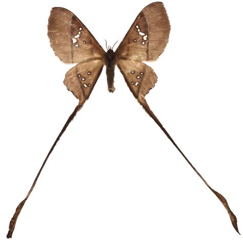 Moths with larger hindwings and longer tails are best at deflecting