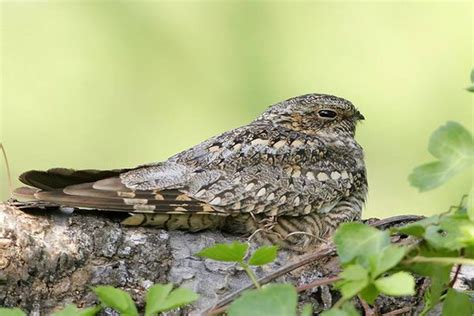 Lesser Nighthawk Bird Gallery Houston Audubon