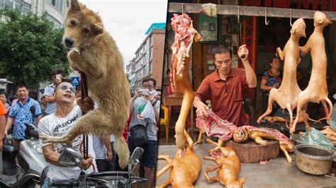 في الصين يأكلون الكلاب أخطر 6 أطعمة في العالم يأكلها الناس في الصين لن تصدق ما ستراه Youtube