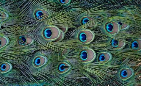 Closeup de penas de pavão verde e azul textura de fundo download Designi