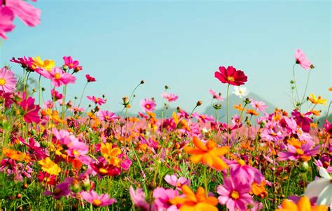 Pink Summer Flowers Wallpapers Wallpaper Cave