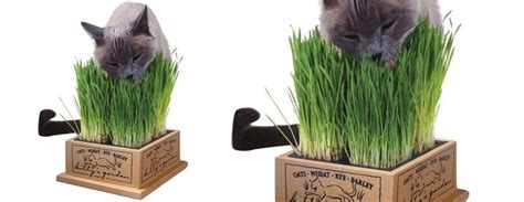 Smartykat sweet greens are a safe alternative to potentially poisonous lawn greens and houseplants. Kitty's Garden - Organic Cat Grass Kit - The Green Head