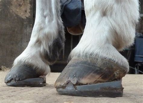 Treating Navicular Disease With Farriery Horse Journals