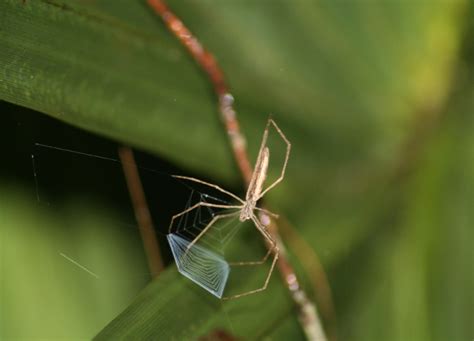What Big Eyes You Have Spider Adaptation Widened Dietary Net