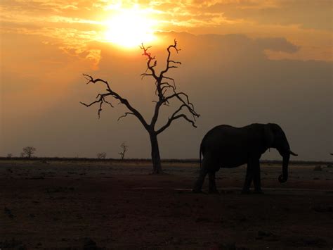 Botswana Safari Overland Tours See Africas Animals With Safricaoverland