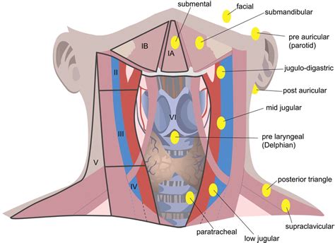 Ent For Medical Students Nose Anatomy And Physiology