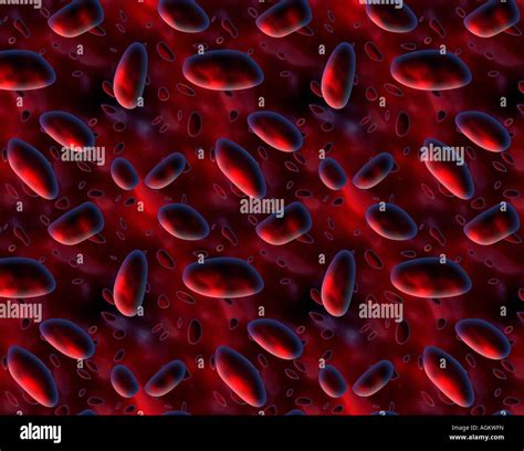 Large Image Of Blood Cells Floating Around In An Artery Stock Photo Alamy