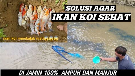 PENANGANAN PERTAMA SAAT IKAN KOI ADA YANG MATI Konten Edukasi