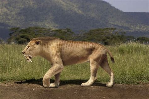 Were Our Earliest Hominid Ancestors Hunted By Saber Toothed Tigers