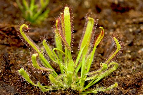 Carnivorous Plants With Names