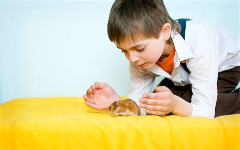 10 Best Pet Recommendations For Kids Childfun
