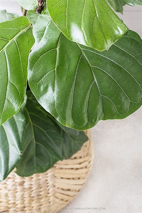 They have beautiful large leaves and are relatively low maintenance. Fiddle Leaf Fig Tree | Tips for Care - Live Laugh Rowe
