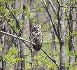 High Resolution Owl Photos Images