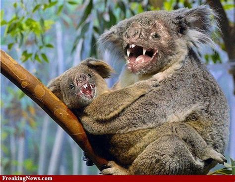 Prehistoric Animals Funny Koala Koala Bear Koala Puns