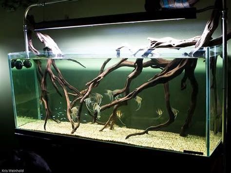 Bare Roots Style Looks Very Natural And Clean Aquarium Fish Tank