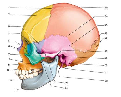 Skull Terms For Quiz Diagram Quizlet
