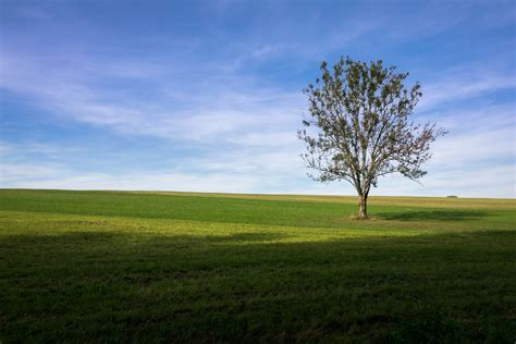 Baum Auf Wiese Foto And Bild Landschaft Äcker Felder And Wiesen Bäume