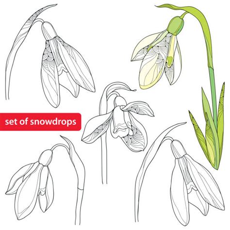 Snowdrop Silhouette Illustrations Royalty Free Vector Graphics And Clip