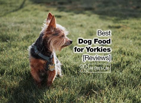 10 Best Dog Food For Yorkies 2023 All Pets Life