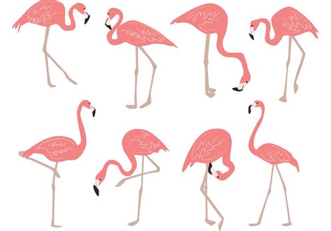 Hand Drawn Flamingo Vectors 91613 Vector Art At Vecteezy