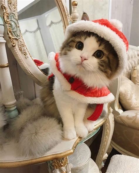 Pin By Brianna Estrada On Cute Christmas Cats Cats Winter Cat