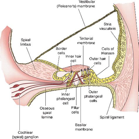 The Acoustic Vestibulocochlear Nerve Neupsy Key