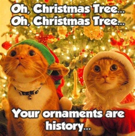 Merry Christmas 🎄🐈 Funny Christmas Pictures Christmas Memes Funny