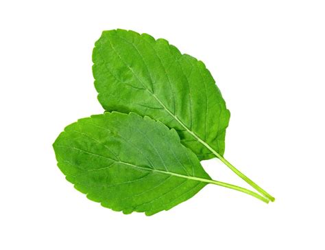 Holy Basil Leaf Or Thai Basil Or Ocimum Sanctum Isolated On White