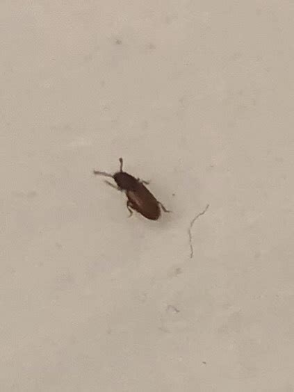 Tiny Brown Flying Bugs In Bedroom
