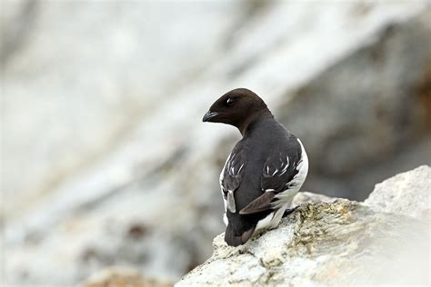 Little Auk Bret Charman Naturetrek Wildlife Holidays Flickr