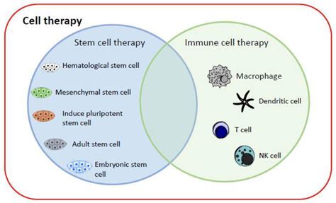 Biomedicines Free Full Text An Alternative Cell Therapy For Cancers