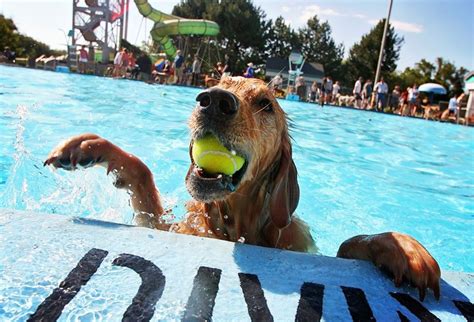 Swimming Pool Safety Tips For Mans Best Friend