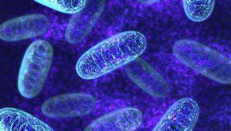 The number of mitochondria per cell varies from just one role as independent units within eukaryotic cells: Do All Cells Have Mitochondria? | Sciencing