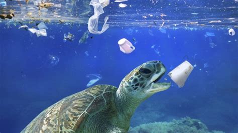 19 Interessante Fakten über Plastik Im Meer ᐈ Millionenfakten