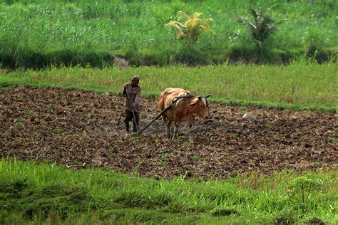 Bajak Sawah Secara Tradisional Acehkitacom