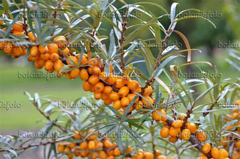 Images Hippophae Rhamnoides Sandora Images Of Plants And Gardens