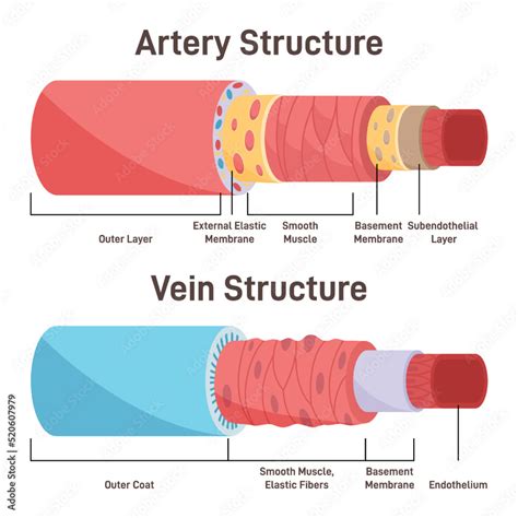 Artery Vs Vein Structure Anatomical Differences Of Blood Vessels