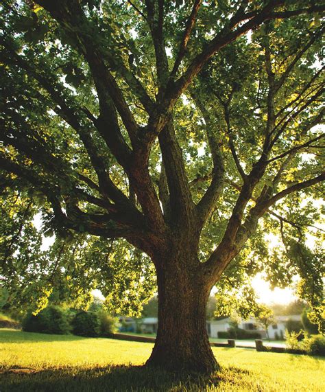 Cut Energy Costs With Shade Trees