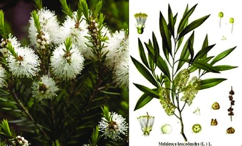 Tea Tree Oil Shrub Melaleuca Alternifolia Download Scientific Diagram